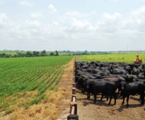 agropecuaria