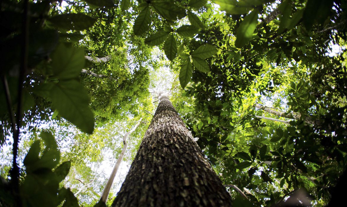 floresta Amazônica