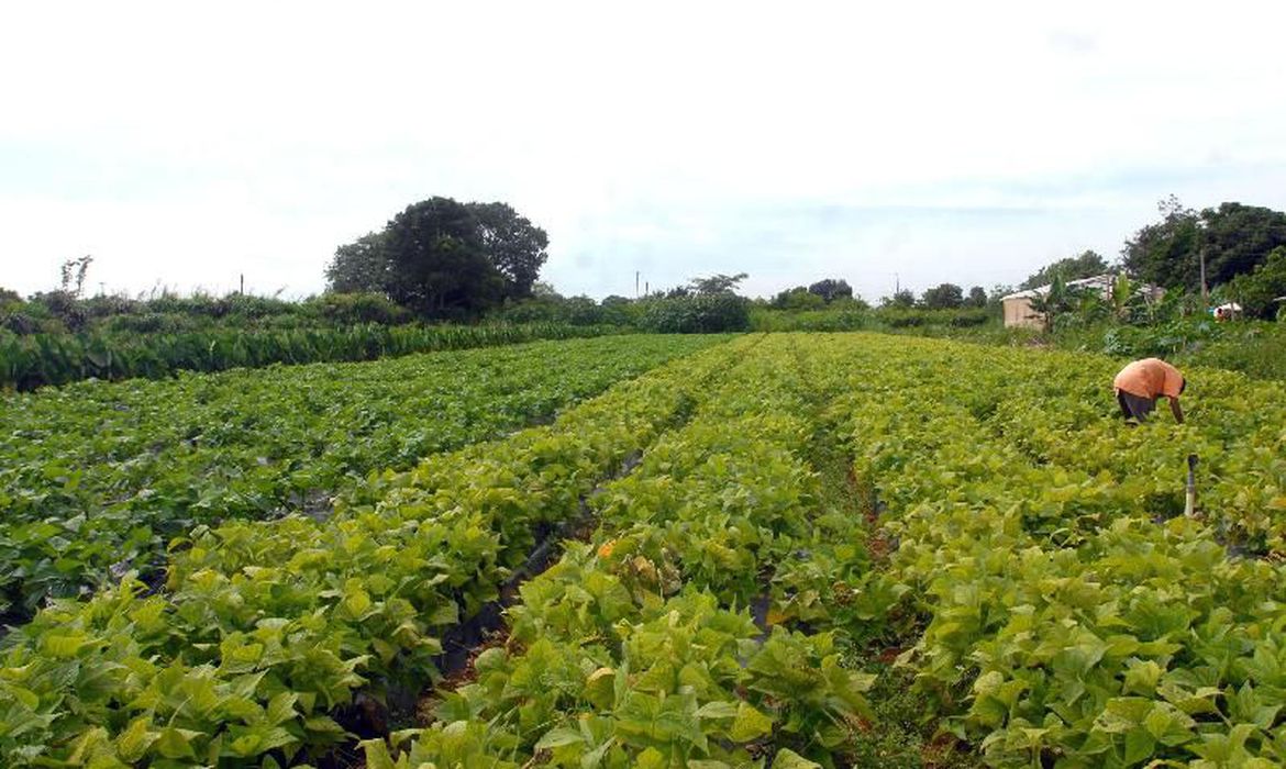 plantacao feijao