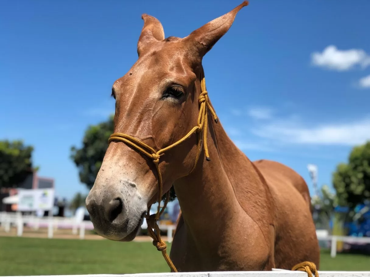 cavalo