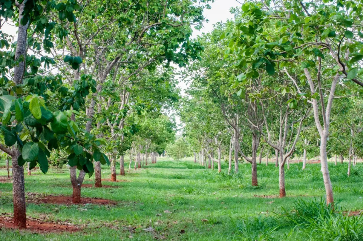 pequinzeiro