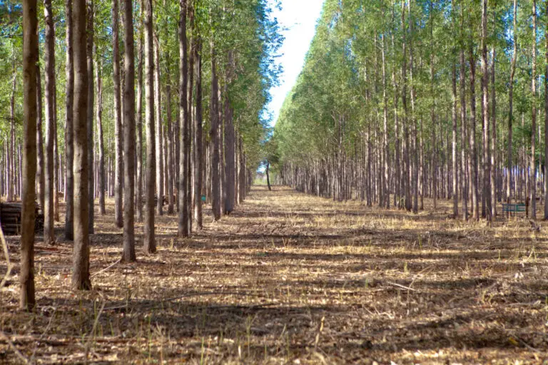 floresta eucalipto