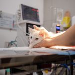 Prefeitura de Anápolis inicia programa de castração gratuita de cães e gatos