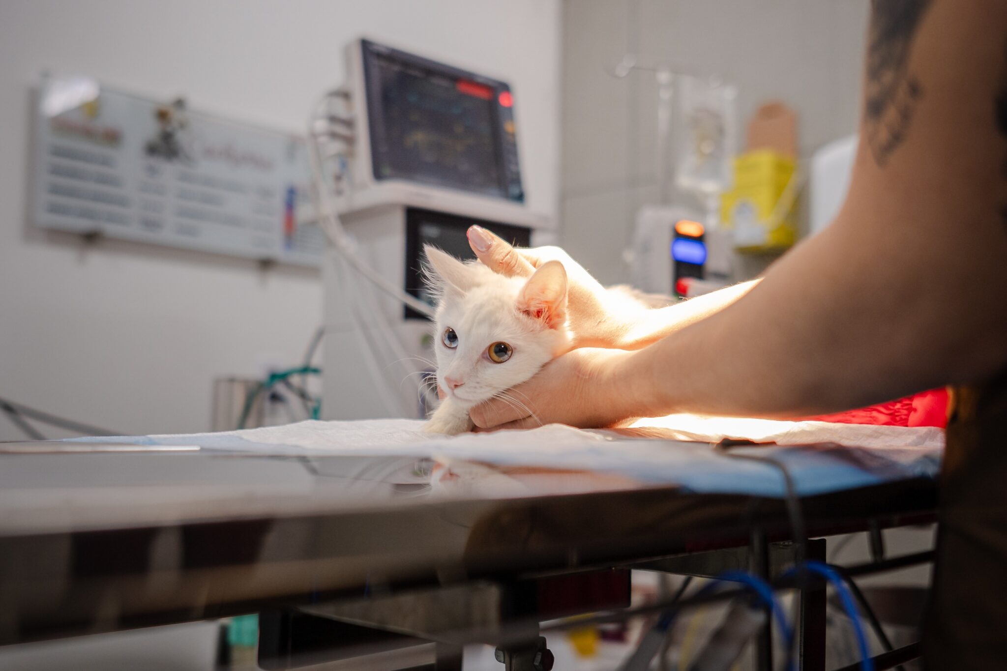 Prefeitura de Anápolis inicia programa de castração gratuita de cães e gatos