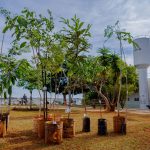 Prefeitura de Anápolis inicia nova etapa do Programa Anápolis Mais Verde com plantio de 500 árvores