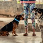 Vacinação antirrábica para cães e gatos está disponível em três pontos de Anápolis