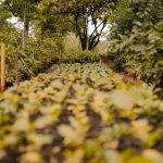Dia da Árvore terá doação de mudas frutíferas no Parque Ipiranga nesta segunda (21)