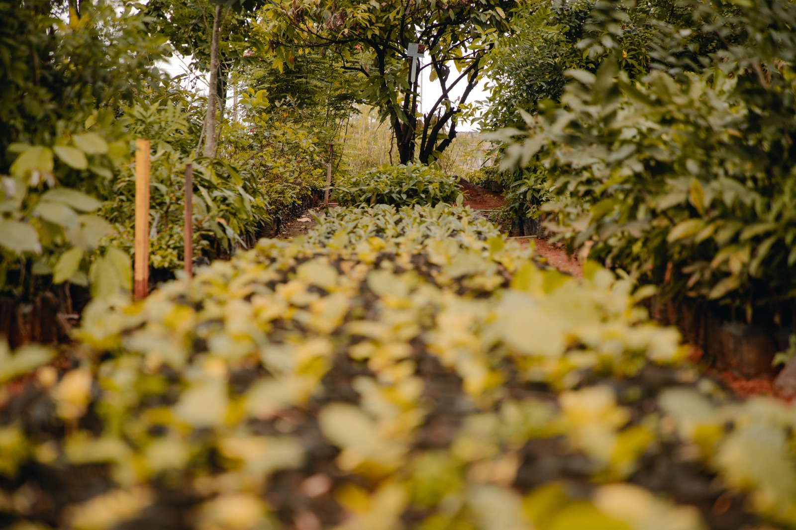 Dia da Árvore terá doação de mudas frutíferas no Parque Ipiranga nesta segunda (21)