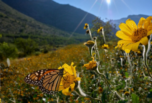 sugestão de foto - primavera