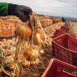 Ganho de produtividade faz colheita de cebola crescer 32,6%