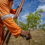Anápolis Mais Verde planta 522 árvores em área de 12 mil m² no Campos do Jordão